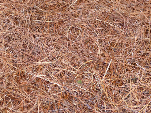 Pine Straw - Image 2
